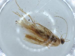  ( - BIOUG57011-C01)  @11 [ ] CreativeCommons - Attribution (2020) Centre for Biodiversity Genomics Centre for Biodiversity Genomics