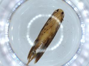  ( - BIOUG57011-C07)  @11 [ ] CreativeCommons - Attribution (2020) Centre for Biodiversity Genomics Centre for Biodiversity Genomics