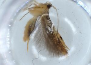  ( - BIOUG57011-D06)  @11 [ ] CreativeCommons - Attribution (2020) Centre for Biodiversity Genomics Centre for Biodiversity Genomics