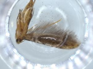  ( - BIOUG57011-E01)  @11 [ ] CreativeCommons - Attribution (2020) Centre for Biodiversity Genomics Centre for Biodiversity Genomics