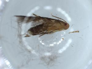  (elachBioLep01 BioLep9192 - BIOUG57011-A09)  @11 [ ] CreativeCommons - Attribution (2020) Centre for Biodiversity Genomics Centre for Biodiversity Genomics