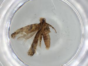  ( - BIOUG57029-A02)  @11 [ ] CreativeCommons - Attribution (2020) Centre for Biodiversity Genomics Centre for Biodiversity Genomics