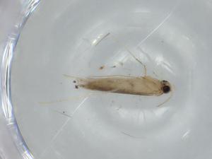  ( - BIOUG57029-F08)  @11 [ ] CreativeCommons - Attribution (2020) Centre for Biodiversity Genomics Centre for Biodiversity Genomics