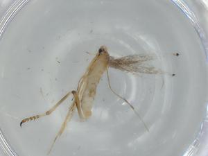  ( - BIOUG57029-H07)  @11 [ ] CreativeCommons - Attribution (2020) Centre for Biodiversity Genomics Centre for Biodiversity Genomics