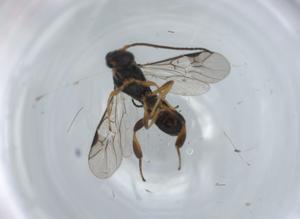  ( - BIOUG57030-A01)  @11 [ ] CreativeCommons - Attribution (2020) Centre for Biodiversity Genomics Centre for Biodiversity Genomics