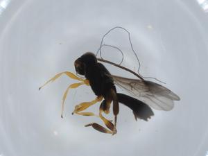  ( - BIOUG57030-C09)  @11 [ ] CreativeCommons - Attribution (2020) Centre for Biodiversity Genomics Centre for Biodiversity Genomics