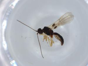  ( - BIOUG57030-F06)  @11 [ ] CreativeCommons - Attribution (2020) Centre for Biodiversity Genomics Centre for Biodiversity Genomics