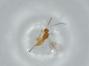  ( - BIOUG57031-C04)  @11 [ ] CreativeCommons - Attribution (2020) Centre for Biodiversity Genomics Centre for Biodiversity Genomics