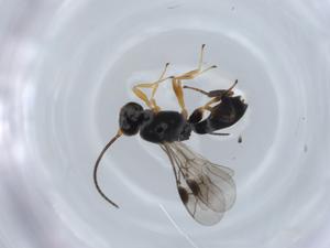  ( - BIOUG57032-B11)  @11 [ ] CreativeCommons - Attribution (2020) Centre for Biodiversity Genomics Centre for Biodiversity Genomics