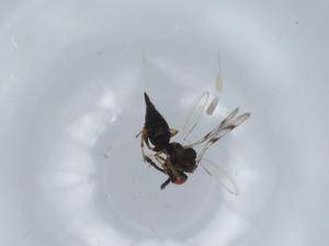  ( - BIOUG57032-B02)  @11 [ ] CreativeCommons - Attribution (2020) Centre for Biodiversity Genomics Centre for Biodiversity Genomics