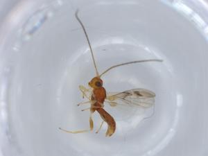  ( - BIOUG57034-D07)  @11 [ ] CreativeCommons - Attribution (2020) Centre for Biodiversity Genomics Centre for Biodiversity Genomics