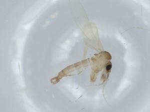  ( - BIOUG57041-E09)  @11 [ ] CreativeCommons - Attribution (2020) Centre for Biodiversity Genomics Centre for Biodiversity Genomics