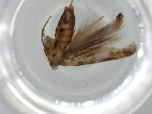  ( - BIOUG57043-H01)  @11 [ ] CreativeCommons - Attribution (2020) Centre for Biodiversity Genomics Centre for Biodiversity Genomics