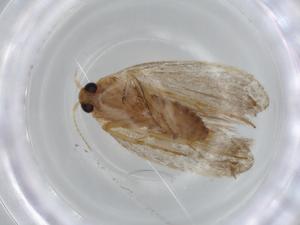  ( - BIOUG57044-A10)  @11 [ ] CreativeCommons - Attribution (2020) Centre for Biodiversity Genomics Centre for Biodiversity Genomics