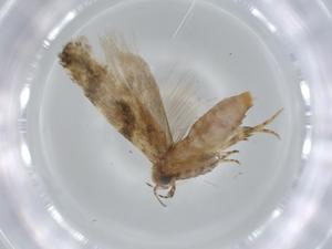  ( - BIOUG57044-B02)  @11 [ ] CreativeCommons - Attribution (2020) Centre for Biodiversity Genomics Centre for Biodiversity Genomics