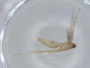  ( - BIOUG57044-F07)  @11 [ ] CreativeCommons - Attribution (2020) Centre for Biodiversity Genomics Centre for Biodiversity Genomics