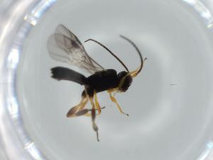  ( - BIOUG57048-F06)  @11 [ ] CreativeCommons - Attribution (2020) Centre for Biodiversity Genomics Centre for Biodiversity Genomics