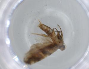  ( - BIOUG57060-A02)  @11 [ ] CreativeCommons - Attribution (2020) Centre for Biodiversity Genomics Centre for Biodiversity Genomics