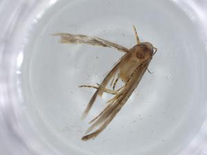  ( - BIOUG57060-D12)  @11 [ ] CreativeCommons - Attribution (2020) Centre for Biodiversity Genomics Centre for Biodiversity Genomics