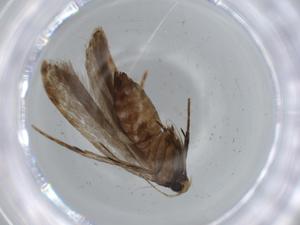  ( - BIOUG57060-A03)  @11 [ ] CreativeCommons - Attribution (2020) Centre for Biodiversity Genomics Centre for Biodiversity Genomics