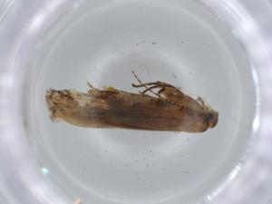  ( - BIOUG57060-D07)  @11 [ ] CreativeCommons - Attribution (2020) Centre for Biodiversity Genomics Centre for Biodiversity Genomics