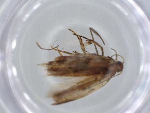  ( - BIOUG57060-E11)  @11 [ ] CreativeCommons - Attribution (2020) Centre for Biodiversity Genomics Centre for Biodiversity Genomics