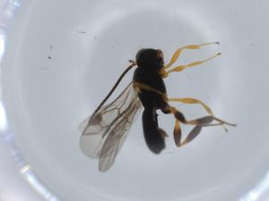  ( - BIOUG57062-D04)  @11 [ ] CreativeCommons - Attribution (2020) Centre for Biodiversity Genomics Centre for Biodiversity Genomics