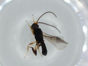  ( - BIOUG57063-F04)  @11 [ ] CreativeCommons - Attribution (2020) Centre for Biodiversity Genomics Centre for Biodiversity Genomics