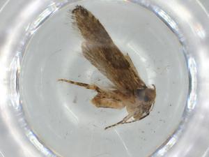  ( - BIOUG57073-B11)  @11 [ ] CreativeCommons - Attribution (2020) Centre for Biodiversity Genomics Centre for Biodiversity Genomics