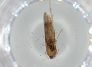  ( - BIOUG57073-F10)  @11 [ ] CreativeCommons - Attribution (2020) Centre for Biodiversity Genomics Centre for Biodiversity Genomics