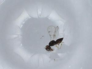  ( - BIOUG57078-D06)  @11 [ ] CreativeCommons - Attribution (2020) Centre for Biodiversity Genomics Centre for Biodiversity Genomics