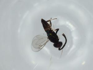  ( - BIOUG55771-F11)  @12 [ ] CreativeCommons - Attribution (2020) Centre for Biodiversity Genomics Centre for Biodiversity Genomics