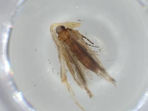  ( - BIOUG55773-E07)  @11 [ ] CreativeCommons - Attribution (2020) Centre for Biodiversity Genomics Centre for Biodiversity Genomics