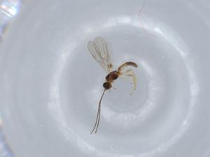  ( - BIOUG57652-E03)  @11 [ ] CreativeCommons - Attribution (2020) Centre for Biodiversity Genomics Centre for Biodiversity Genomics