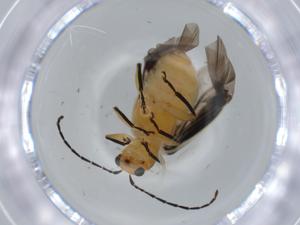  ( - BIOUG57662-G04)  @11 [ ] CreativeCommons - Attribution (2020) Centre for Biodiversity Genomics Centre for Biodiversity Genomics