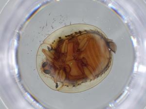  ( - BIOUG57662-G06)  @11 [ ] CreativeCommons - Attribution (2020) Centre for Biodiversity Genomics Centre for Biodiversity Genomics