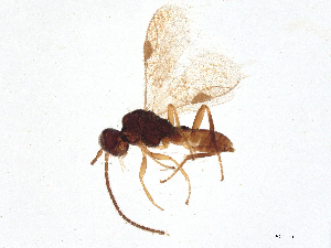  ( - BIOUG57707-E05)  @11 [ ] CreativeCommons - Attribution (2021) CBG Photography Group Centre for Biodiversity Genomics