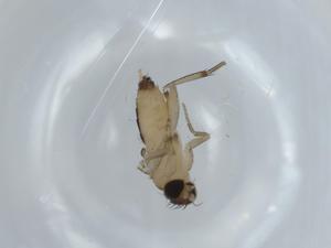  ( - BIOUG57731-A03)  @11 [ ] CreativeCommons - Attribution (2020) Centre for Biodiversity Genomics Centre for Biodiversity Genomics