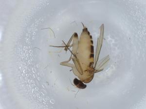  ( - BIOUG57756-E08)  @11 [ ] CreativeCommons - Attribution (2020) Centre for Biodiversity Genomics Centre for Biodiversity Genomics