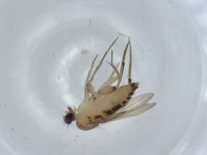  ( - BIOUG57772-E11)  @11 [ ] CreativeCommons - Attribution (2020) Centre for Biodiversity Genomics Centre for Biodiversity Genomics