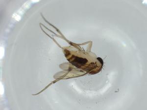  ( - BIOUG59014-C10)  @11 [ ] CreativeCommons - Attribution (2020) Centre for Biodiversity Genomics Centre for Biodiversity Genomics