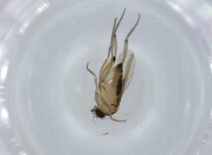  ( - BIOUG59015-B11)  @11 [ ] CreativeCommons - Attribution (2020) Centre for Biodiversity Genomics Centre for Biodiversity Genomics