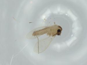  ( - BIOUG59017-G09)  @11 [ ] CreativeCommons - Attribution (2020) Centre for Biodiversity Genomics Centre for Biodiversity Genomics