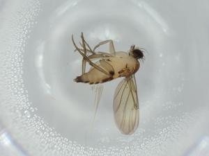  ( - BIOUG59034-F10)  @11 [ ] CreativeCommons - Attribution (2020) Centre for Biodiversity Genomics Centre for Biodiversity Genomics