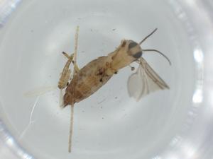  ( - BIOUG59037-G09)  @11 [ ] CreativeCommons - Attribution (2020) Centre for Biodiversity Genomics Centre for Biodiversity Genomics