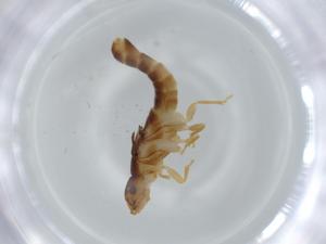  ( - BIOUG59062-H04)  @11 [ ] CreativeCommons - Attribution (2020) Centre for Biodiversity Genomics Centre for Biodiversity Genomics