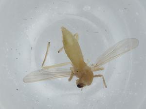  ( - BIOUG59069-H09)  @11 [ ] CreativeCommons - Attribution (2020) Centre for Biodiversity Genomics Centre for Biodiversity Genomics