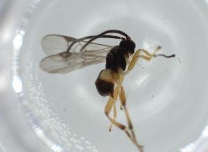  ( - BIOUG59075-G10)  @11 [ ] CreativeCommons - Attribution (2020) Centre for Biodiversity Genomics Centre for Biodiversity Genomics