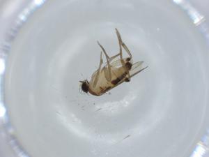  ( - BIOUG59082-G10)  @11 [ ] CreativeCommons - Attribution (2020) Centre for Biodiversity Genomics Centre for Biodiversity Genomics