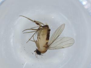  ( - BIOUG59086-G11)  @11 [ ] CreativeCommons - Attribution (2020) Centre for Biodiversity Genomics Centre for Biodiversity Genomics